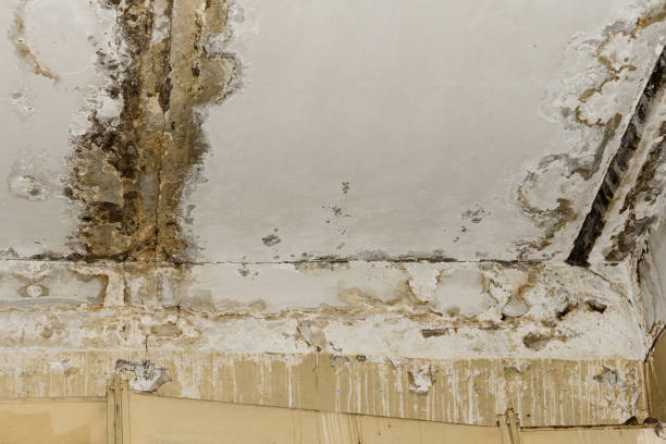 Best 24/7 water damage repair  in Morton, TX